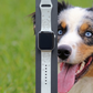 Australian Shepherd Dog Watch Band For Apple Watch