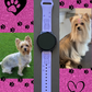 Yorkie Dog 20mm Samsung Galaxy Watch Band
