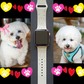My Pet Bichon Frise Dog Watch Band For Apple Watch