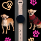 My Best Friend Chihuahua 20mm Samsung Galaxy Watch Band