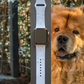 Chow Chow Dog Watch Band For Apple Watch