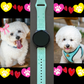 Bichon Frise 20mm Samsung Galaxy Watch Band