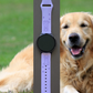 Joyful Golden Retriever Dog 20mm Samsung Galaxy Watch Band