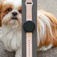 Joyful Shih Tzu Dog 20mm Samsung Galaxy Watch Band