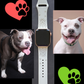Pit Bull Dog Watch Band For Apple Watch